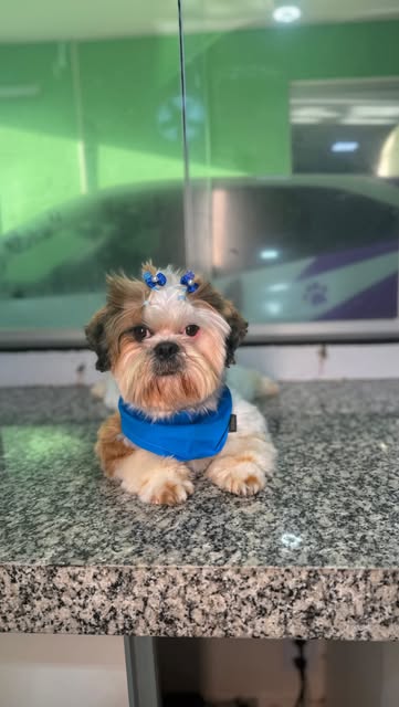 Cachorro shih tzu após banho e tosa com laço azul