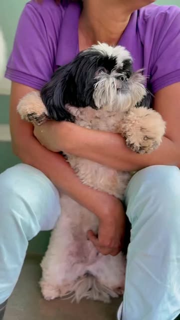 Cachorro sendo abraçado no colo por colaboradora da Vida Boa Pet