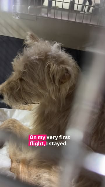 Cachorro acomodado com conforto durante a hospedagem