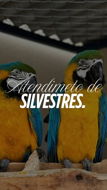 Duas araras-canindé atendidas na clínica de silvestres